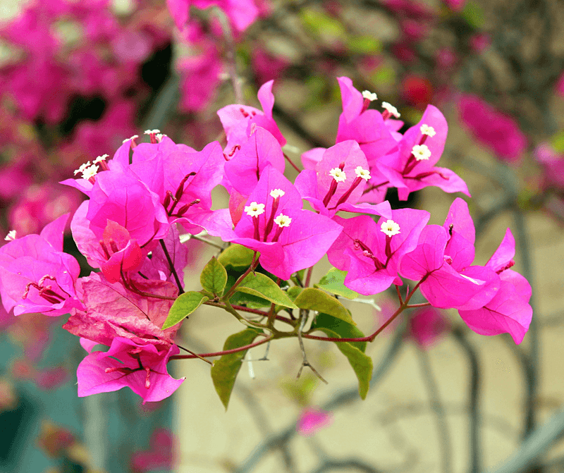 Additional Tips For Maximum Bougainvillea Blooms In Texas
