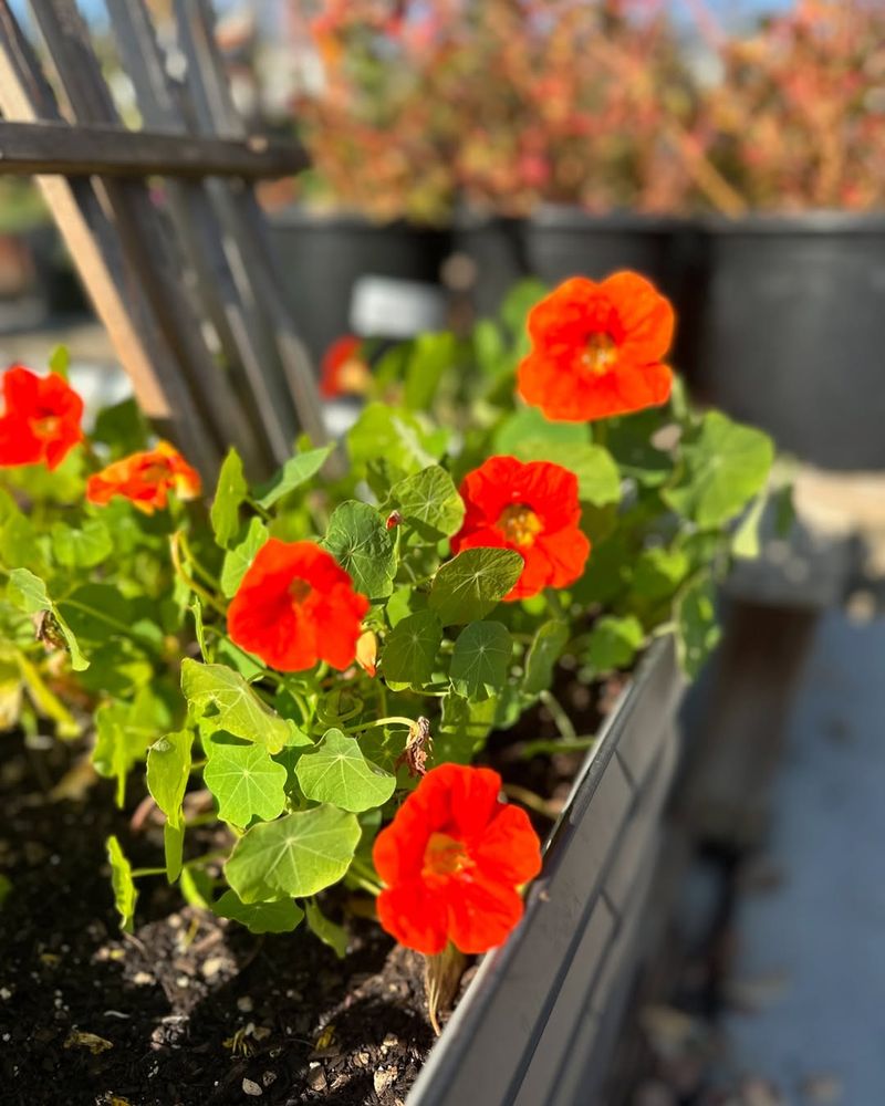 Cut-Flower Beds For Small Spaces