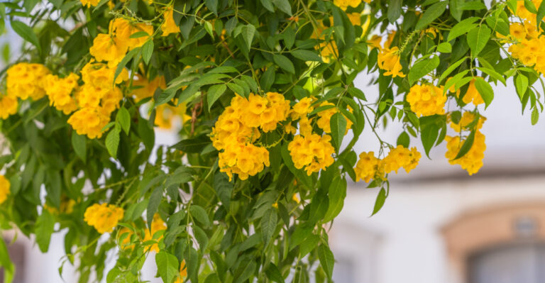 yellow bells (featured image)