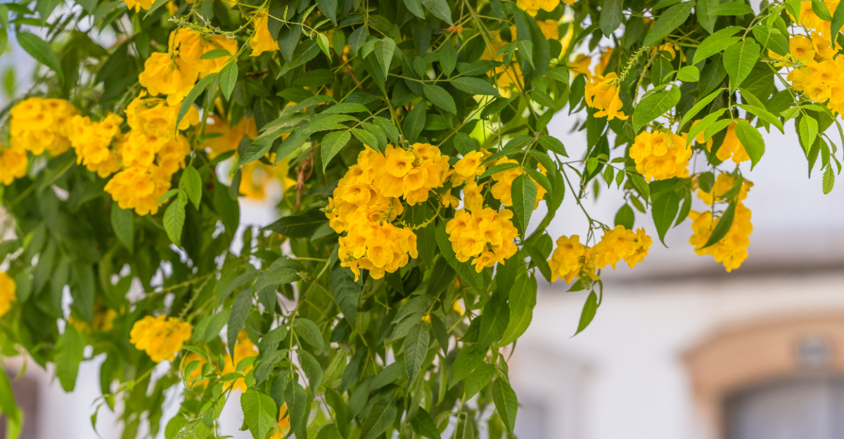 yellow bells (featured image)