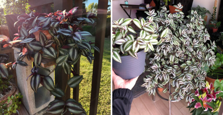 How To Grow A Full Spilling Wandering Dude Indoors Or Outdoors In North Carolina