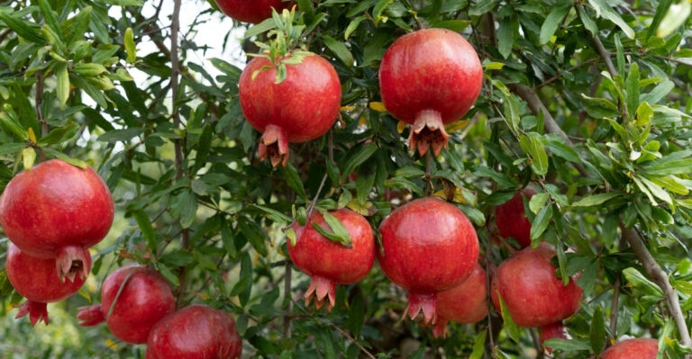 How To Grow An Edible Hedge In California Gardens