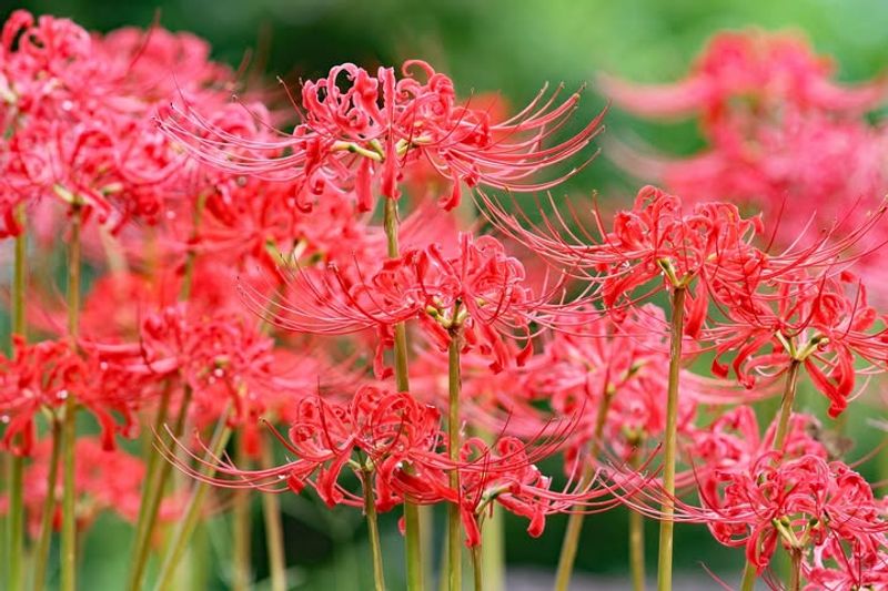 Red Spider Lilies Thrive When Planted In Well-Drained Soil