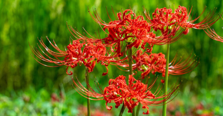 How To Grow And Care For Red Spider Lilies In Western Oregon