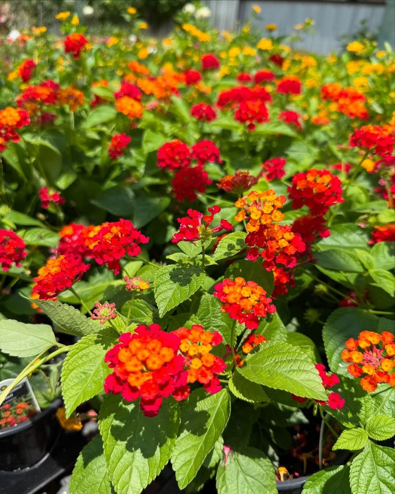 Why It's Becoming A Go-To Plant Across Texas