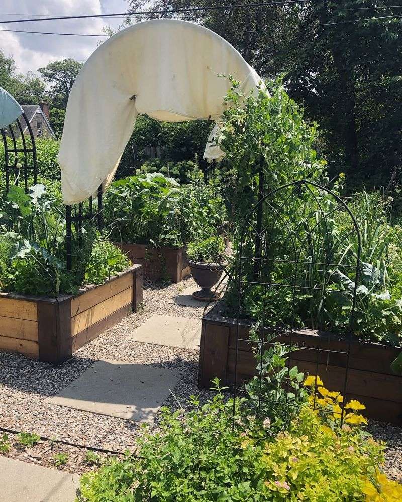 Choose Hardneck Garlic Varieties For Michigan's Climate