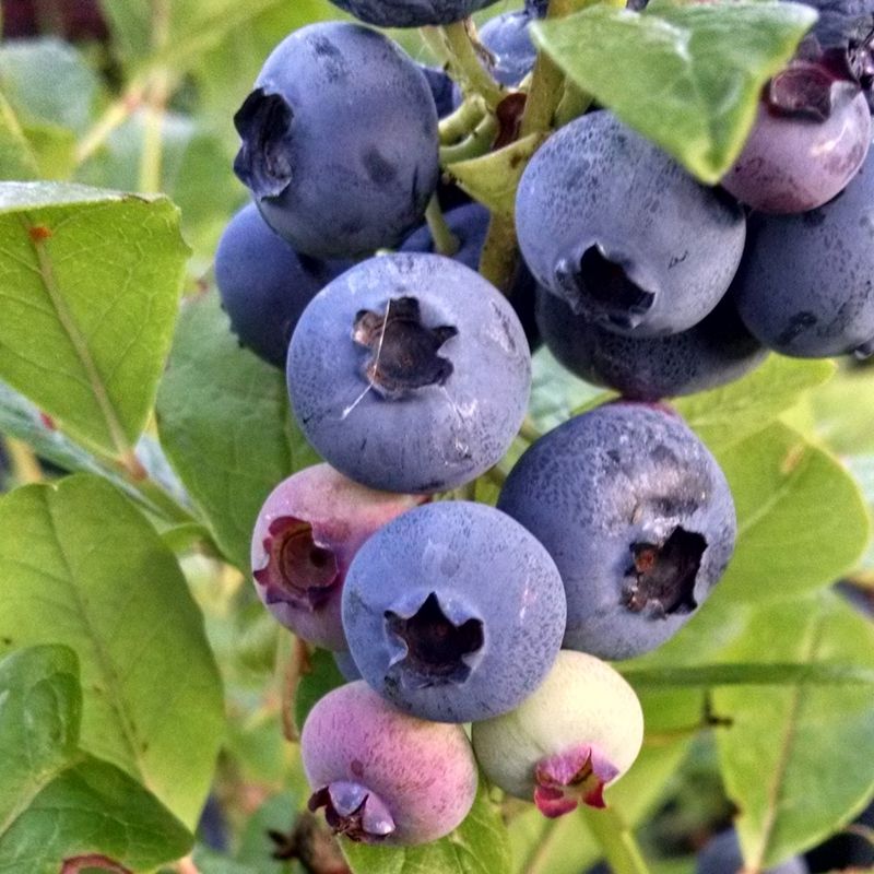 Pick The Right Blueberry Variety