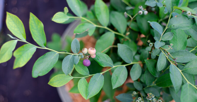 blueberries in conatiners