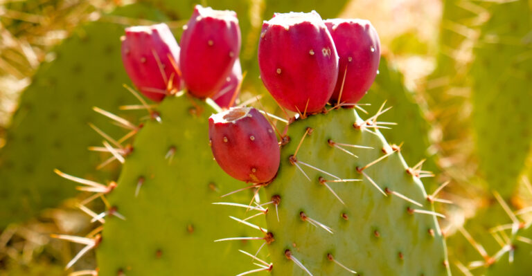 eastern prickly pear