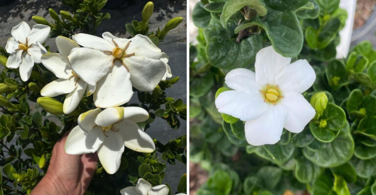 How To Grow Gardenias In Arizona With The Right Care Tips