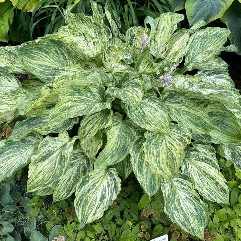 Plant Hostas In Partial To Full Shade For Best Growth