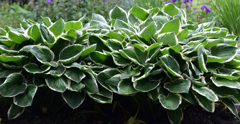 hostas (featured image)