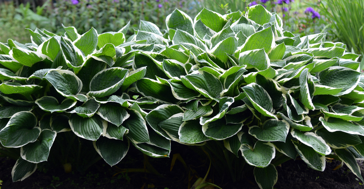 hostas (featured image)