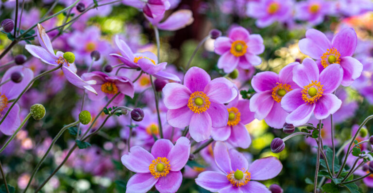 japanese anemone