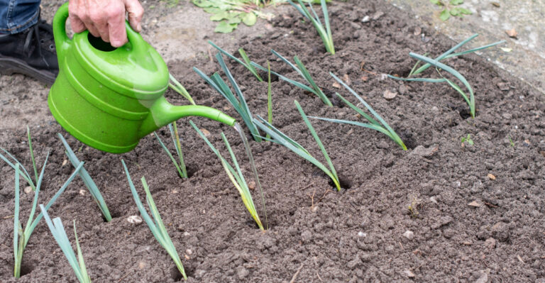 watering leeks