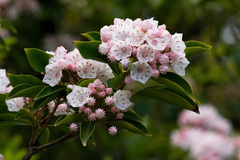 mountain laurel