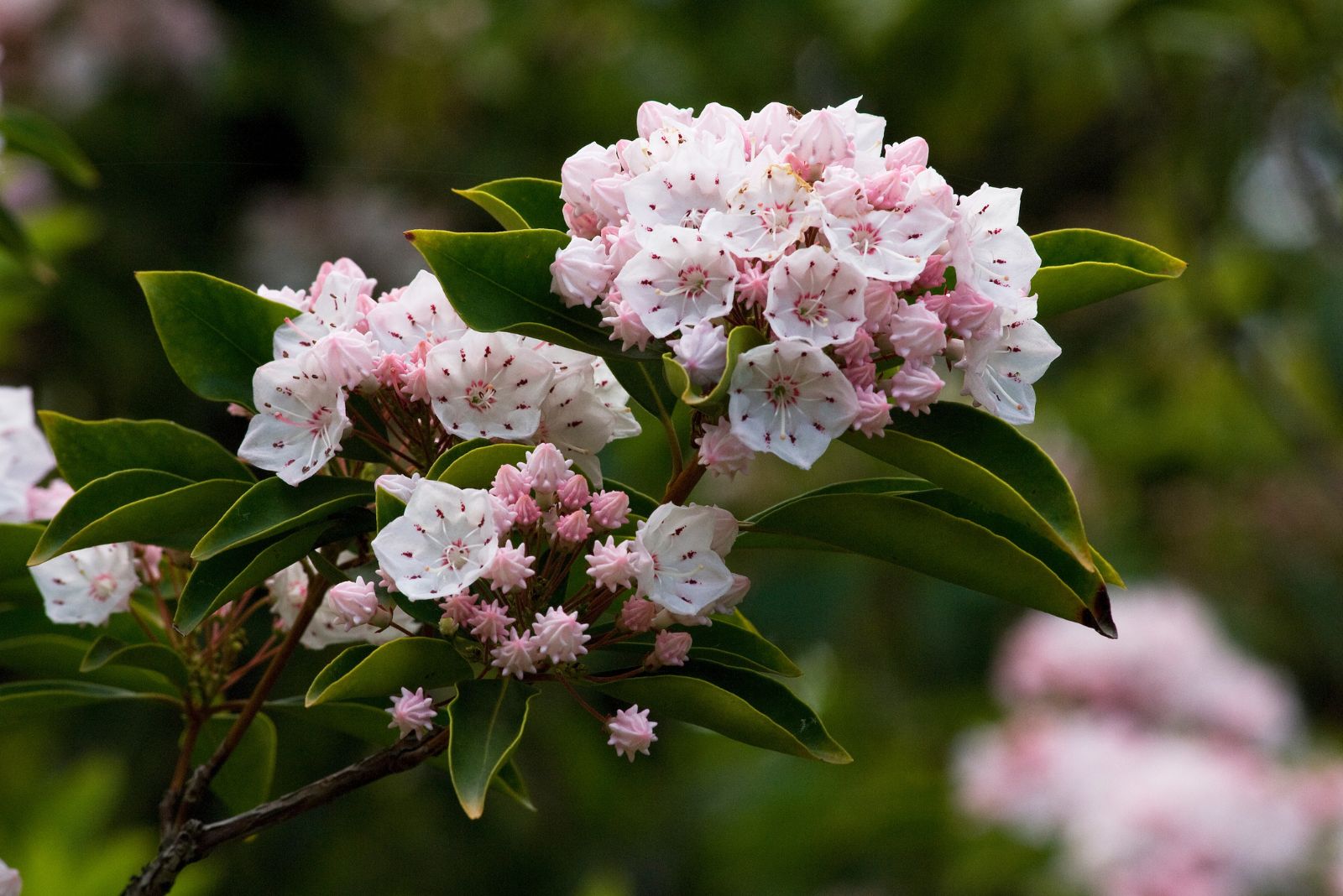 mountain laurel
