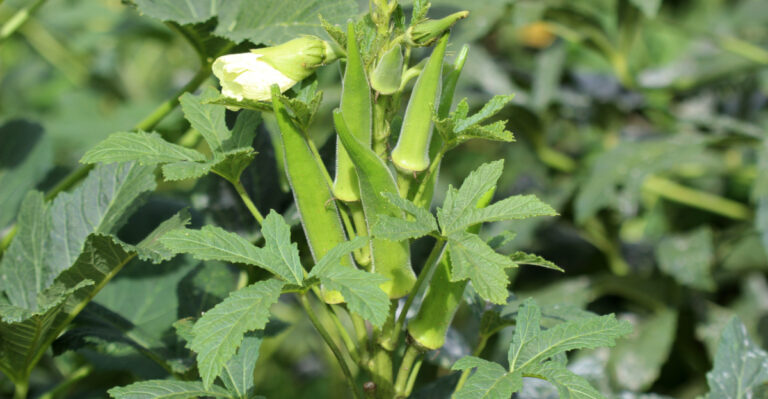 okra