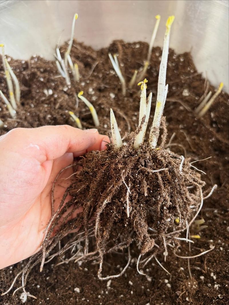 Plant Corms Early In The Season For Spring Blooms