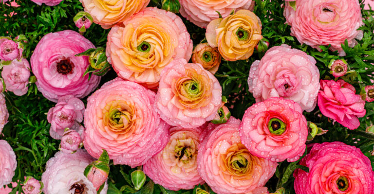 Ranunculus (featured image)