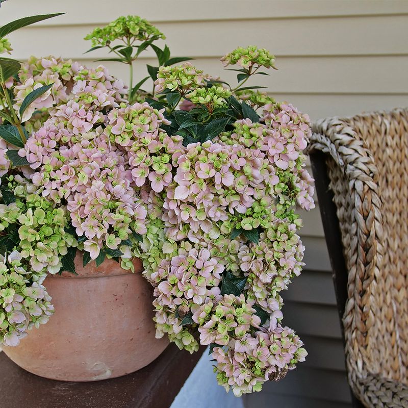 What Makes Cascade Hydrangeas Unique