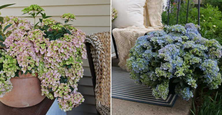 How To Grow Stunning Cascade Hydrangeas In Oregon Gardens