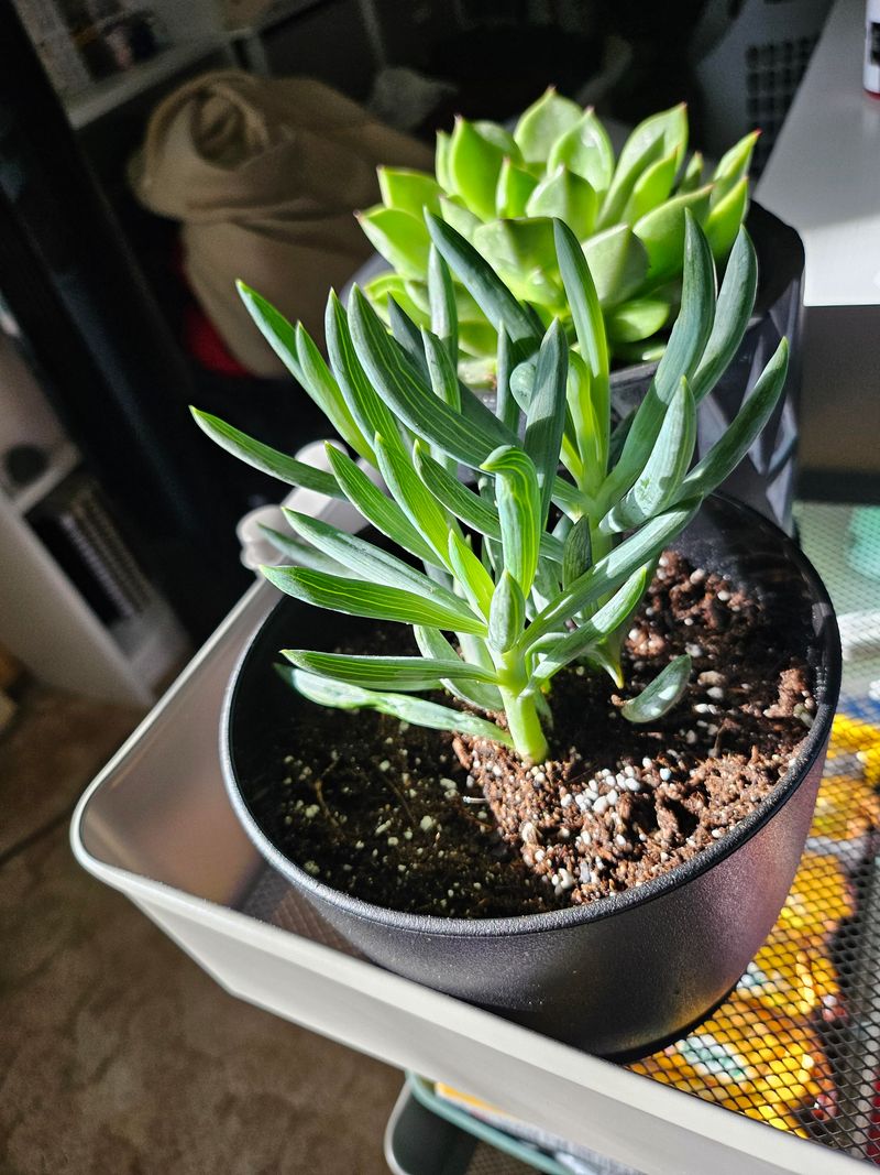 Start With Bright Light And Ease Into Hot Windows