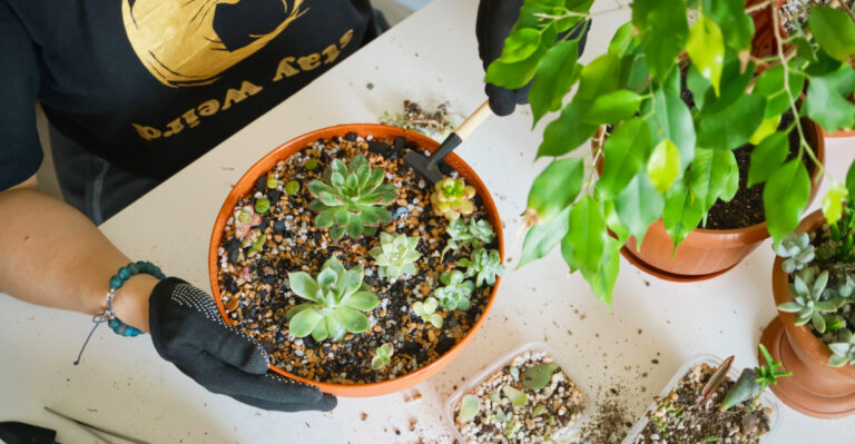 How To Grow Succulents Indoors In Phoenix