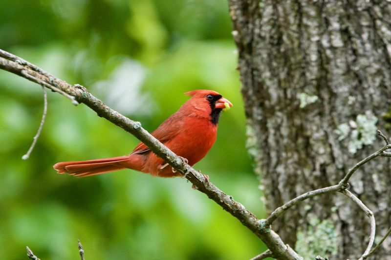 Why It's A Smart Choice For Bird-Loving Pennsylvania Gardeners