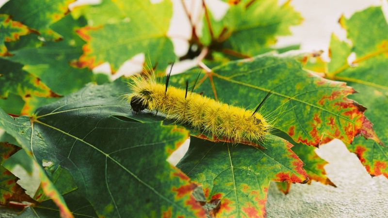 Is It Harmful To Your Plants Or Just Passing Through?