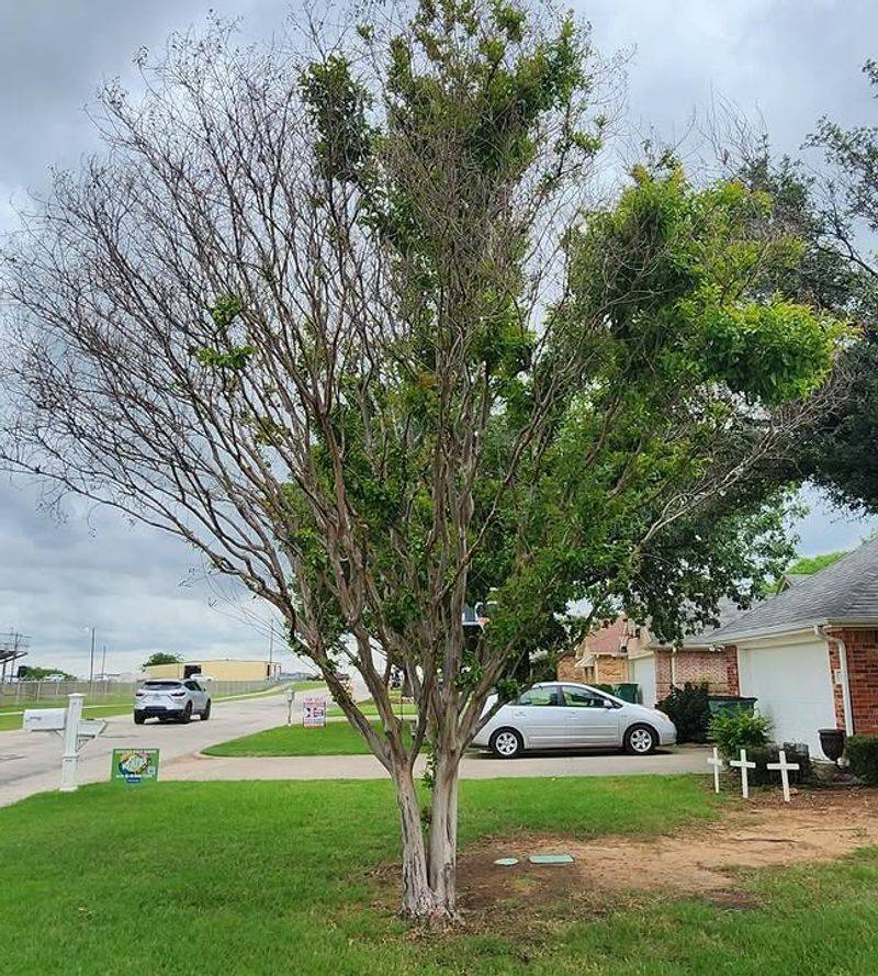 Delayed Or Uneven Leaf-Out In Early Spring