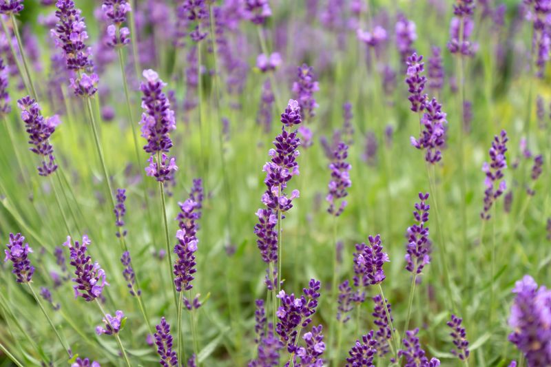 Protect Your Lavender With Better Watering Practices