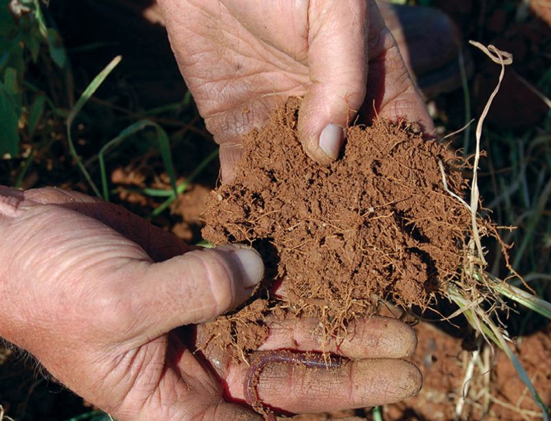 Understanding Heavy Clay Soil In The Piedmont Region