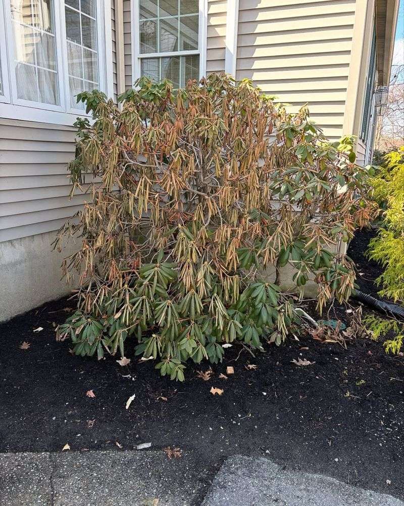 Check For Winter Damage