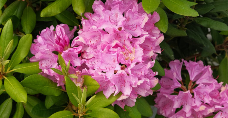 rhododendron