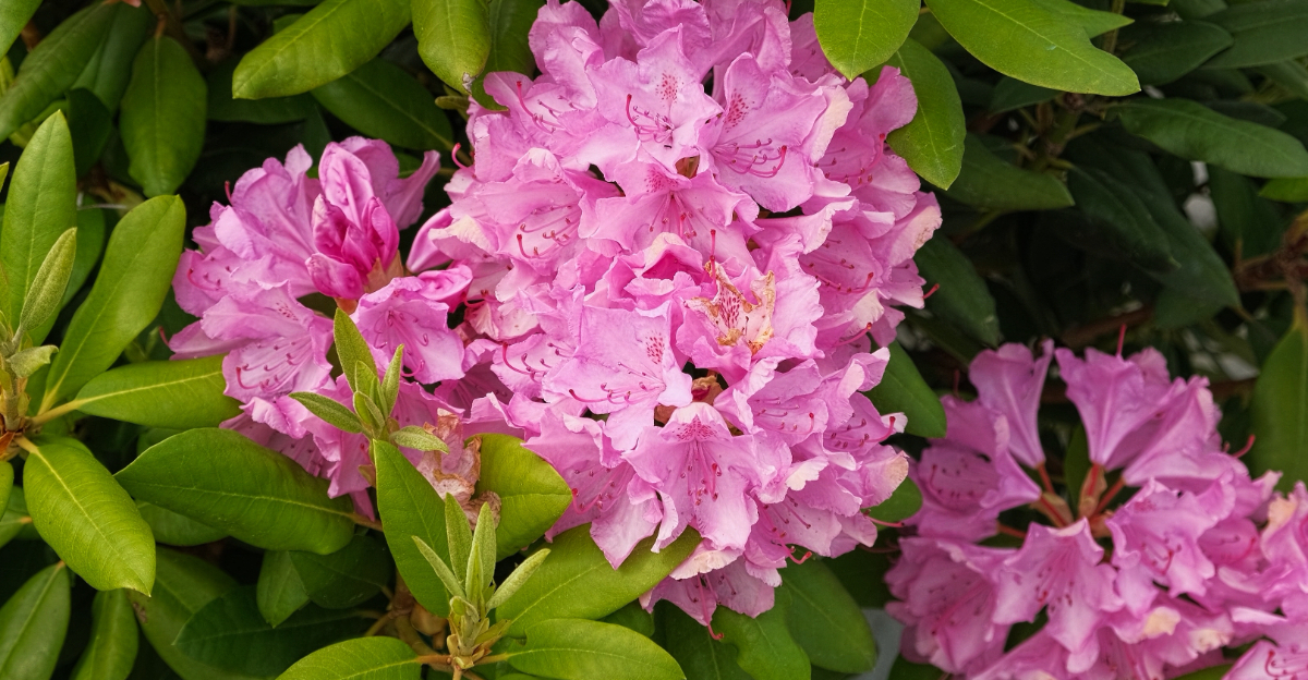 rhododendron
