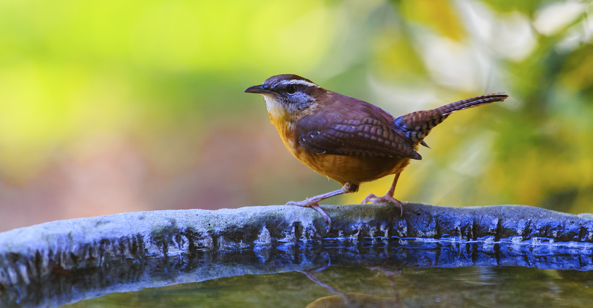 How To Make North Carolina Yards Wildlife-Friendly This Spring