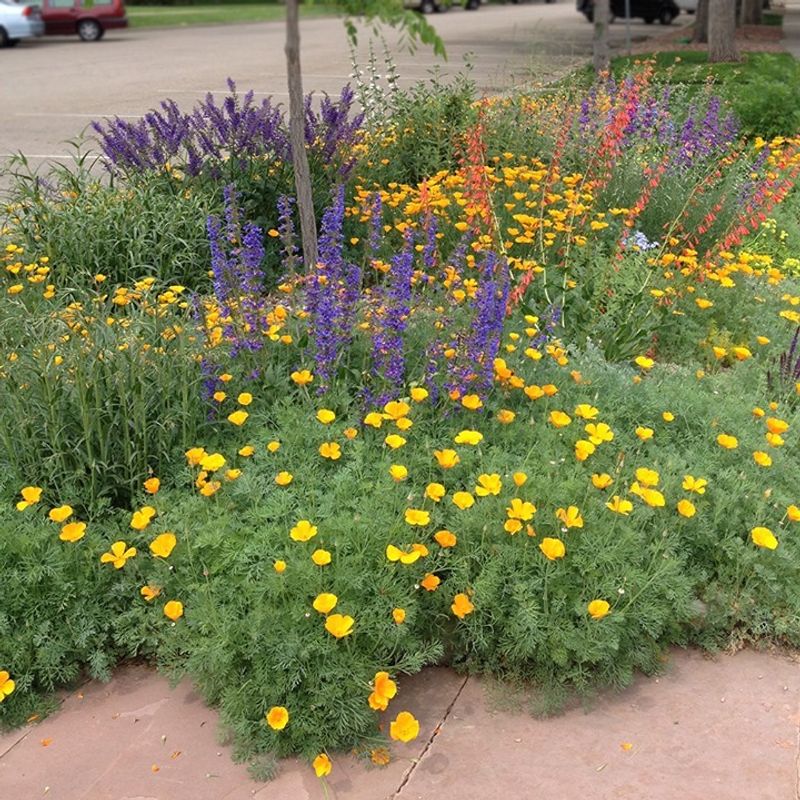Flowers That Attract Pollinators Too