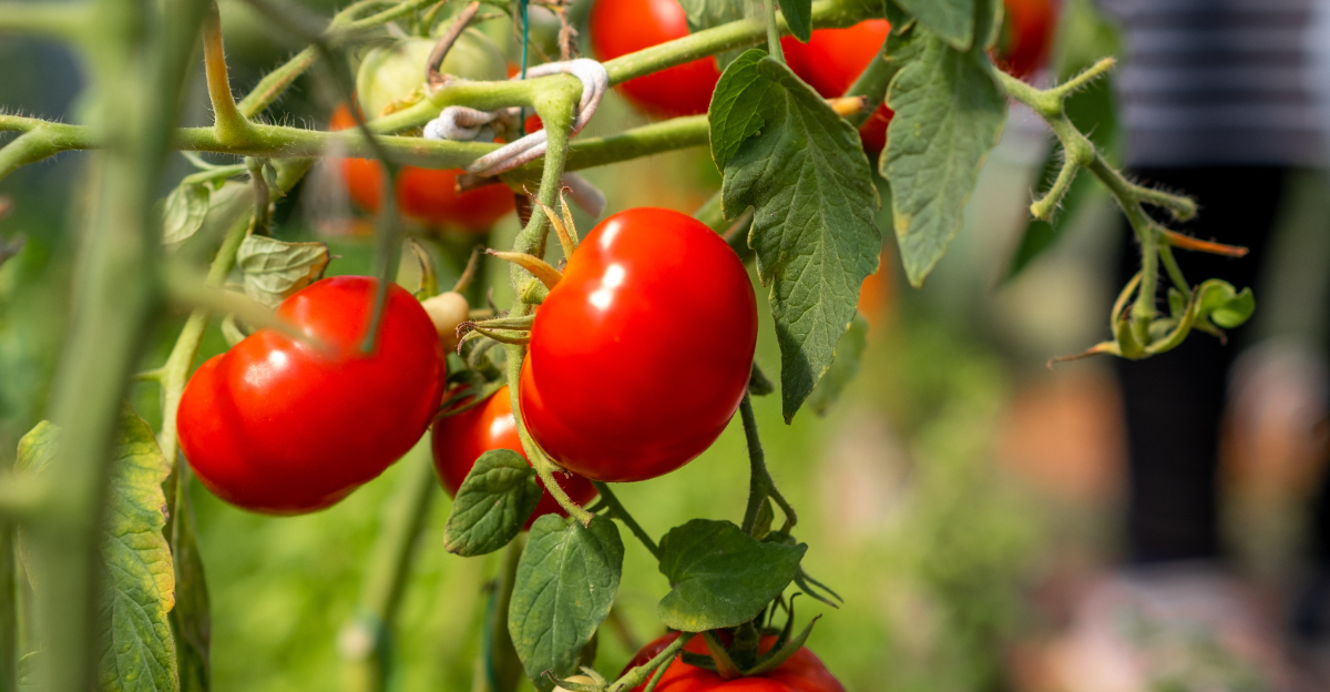 tomato plants (featured image)
