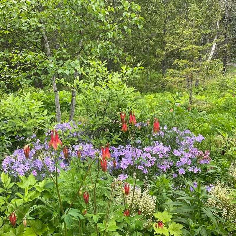 Companion Plants That Pair Beautifully With Wild Columbine
