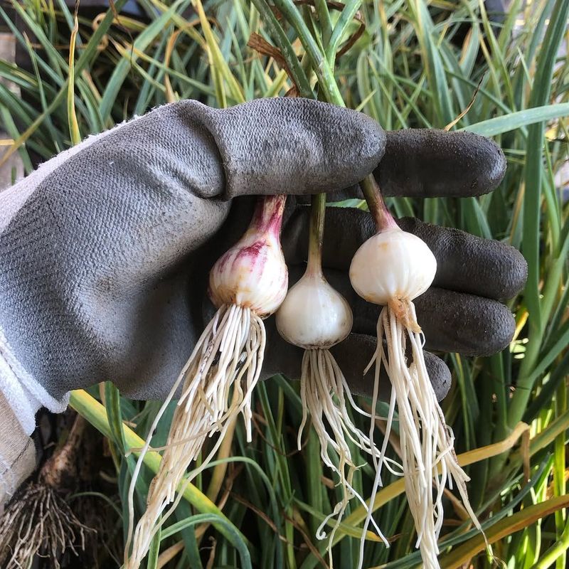 Start With Seed Garlic