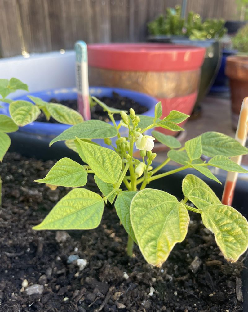 Helping Beans Grow Through Spring