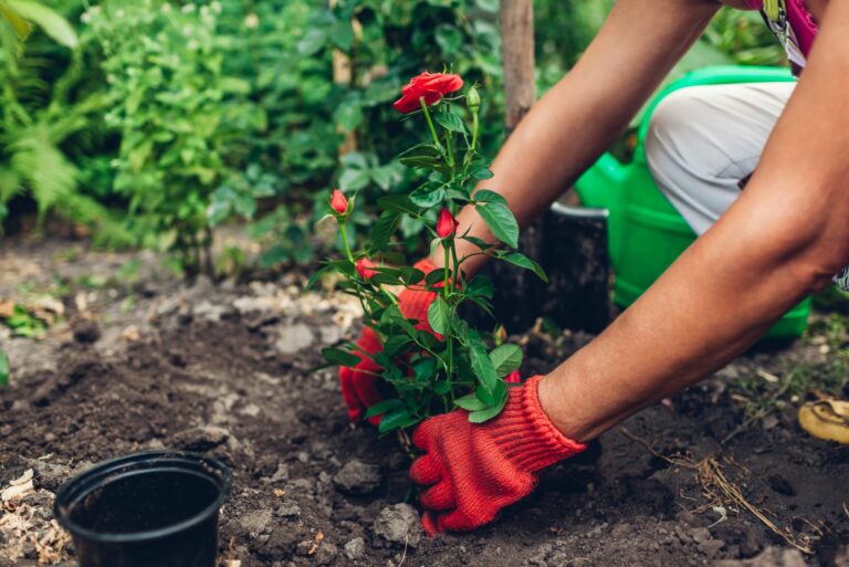 planting roses