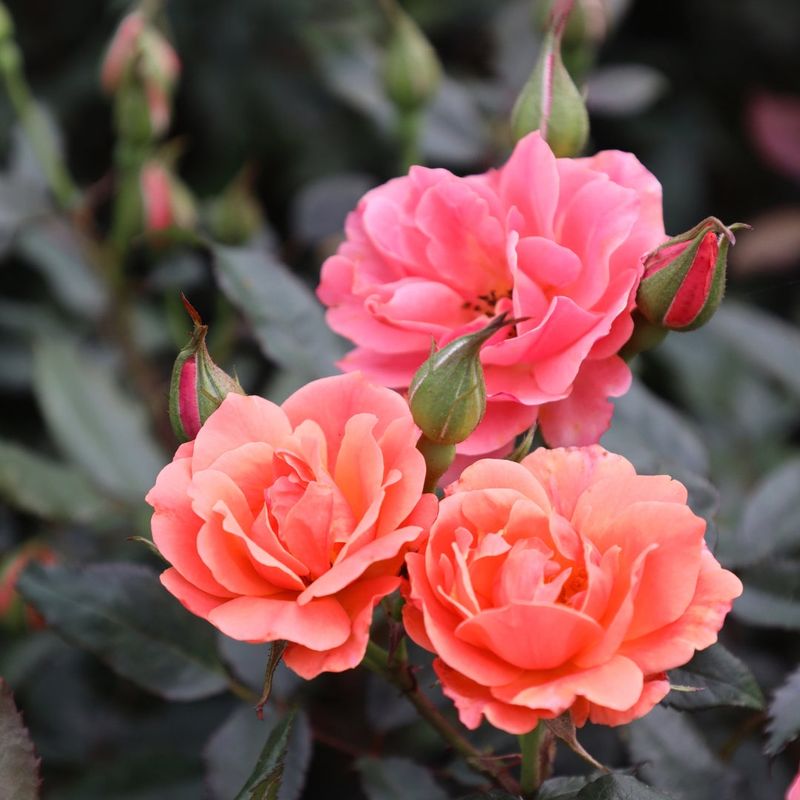 Choose The Right Rose Variety For Pennsylvania's Climate