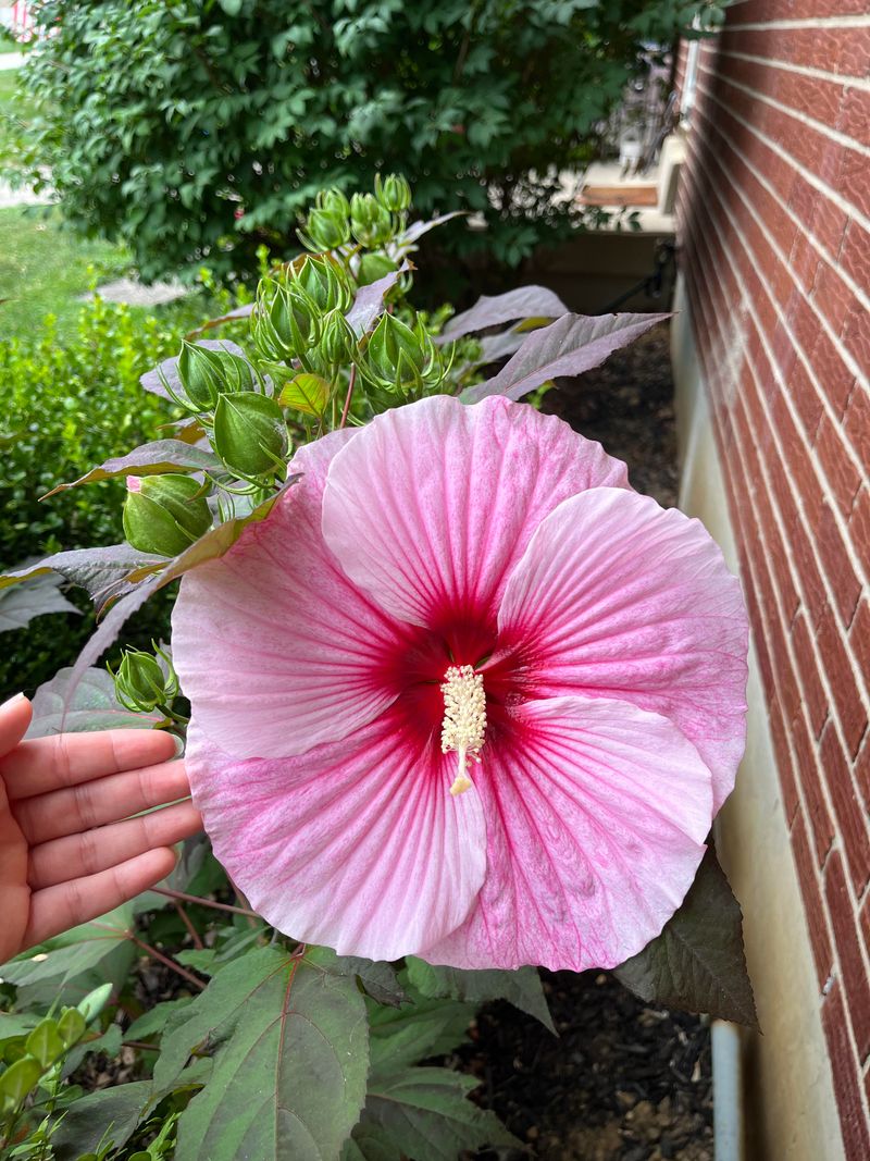 Keeping Hibiscus Blooming Longer
