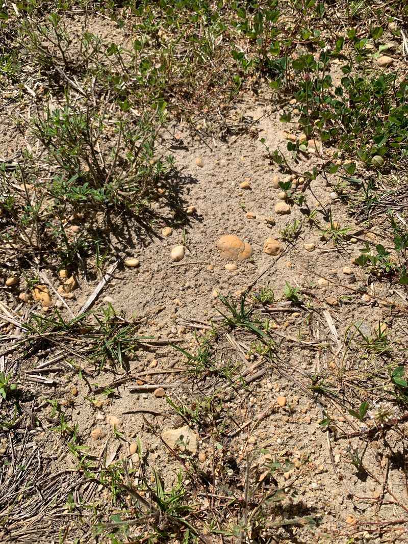 Remove Debris Where Scorpions Like To Hide