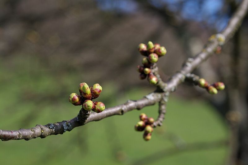 Common Apple Tree Pruning Mistakes Texas Gardeners Should Avoid
