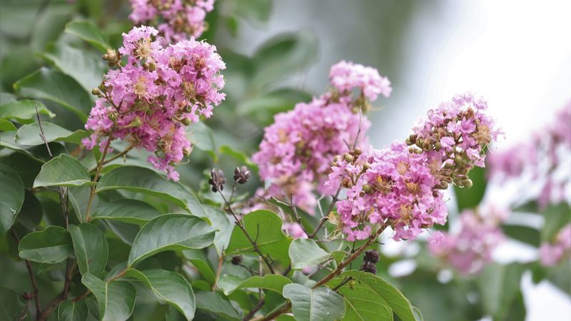 How Pruning Influences Crape Myrtle Growth And Blooming