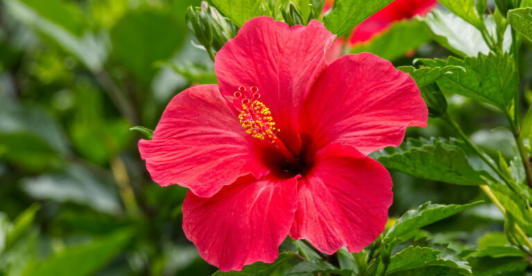 Hibiscus
