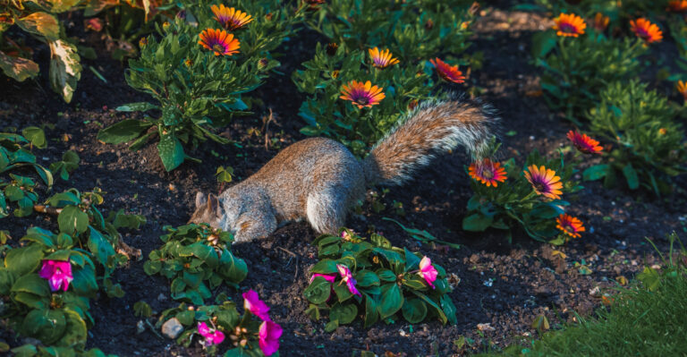 squirrel digging
